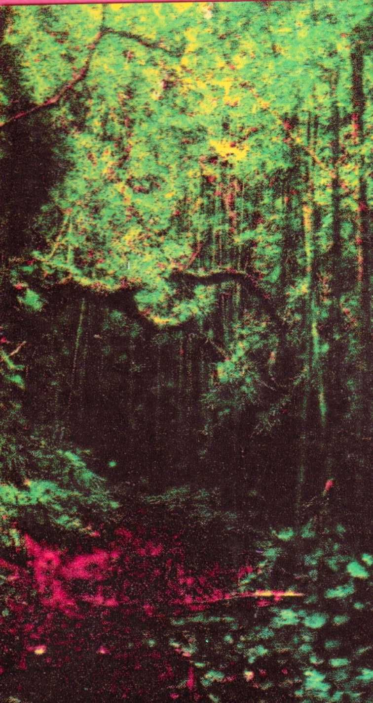 Bosque en riso